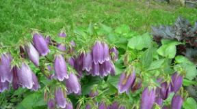 Bellflower in garden design: types and varieties, planting and care Flowers like small bells