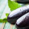 Eggplants in a greenhouse: planting and care How to plant eggplant seedlings in a greenhouse