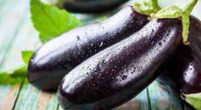 Aubergines in een kas: planten en verzorgen Hoe auberginezaailingen in een kas te planten