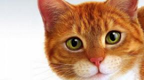 Снился свой питомец или незнакомый рыжий кот