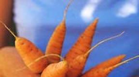 Waarom droom je over gekookte wortels?