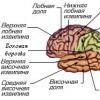 Lesson on the topic “Big hemispheres of the brain