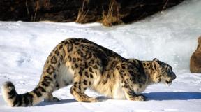Prečo dievča sníva o snežnom leopardovi?