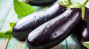Aubergines in een kas: planten en verzorgen Hoe auberginezaailingen in een kas te planten