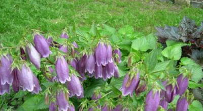 Bellflower in tuinontwerp: soorten en variëteiten, planten en verzorgen Bloemen als kleine belletjes