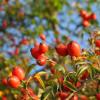 Vitamins in rose hips: how are they useful and can they cause harm?