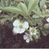 Sandy cinquefoil.  White bloodroot.  Types and varieties of cinquefoil