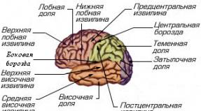 Урок на тему «Большие полушария головного мозга