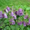 Bellflower in garden design: types and varieties, planting and care Flowers like small bells