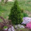 Decorative spruce trees: description of types and varieties