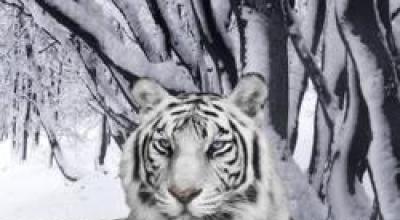 Interactie met een tijgerwelp in een droom