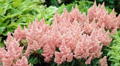 Astilbe Arends, Astilbe Chinese, Astilbe Japanese, other types and varieties of astilbe