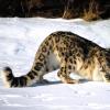Why does a girl dream about a snow leopard?