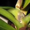 Orhidee vars muutub kollaseks: miks see juhtub ja mida teha?